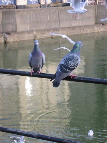 Pigeons