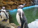 Humboldt penguins