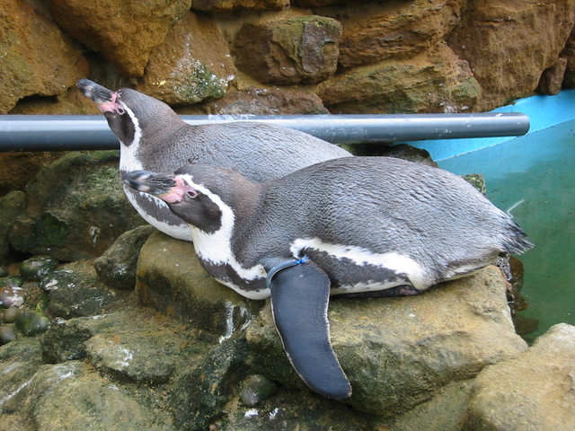 Humboldt penguins