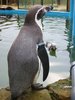 Humboldt penguins