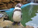 Humboldt penguin