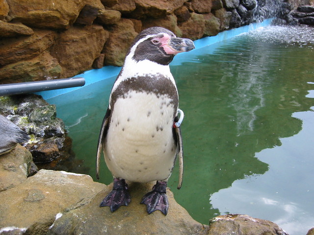Humboldt penguin