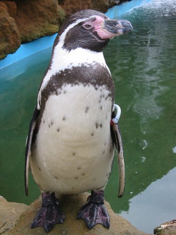 Humboldt penguin