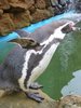 Humboldt penguin