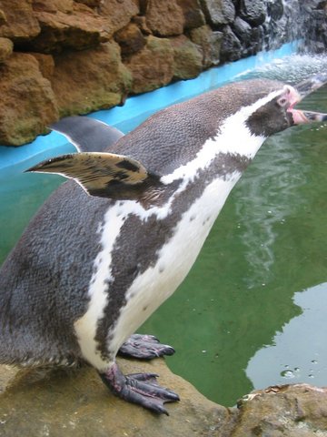 Humboldt penguin