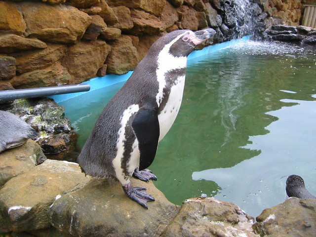 Humboldt penguin