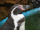 Humboldt penguin