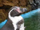 Humboldt penguin