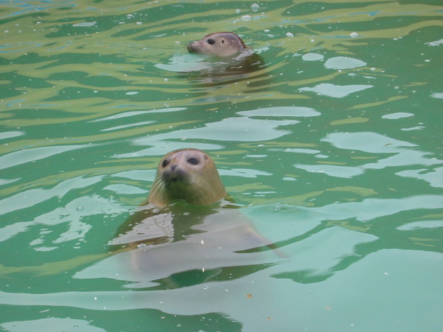 Seals