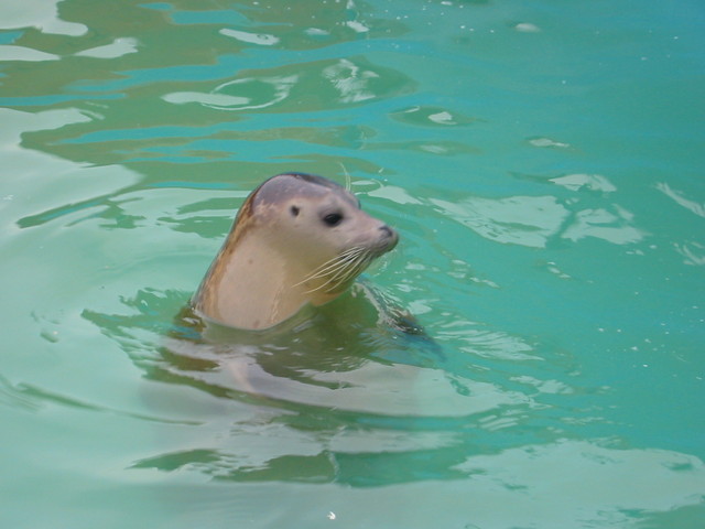 Seal