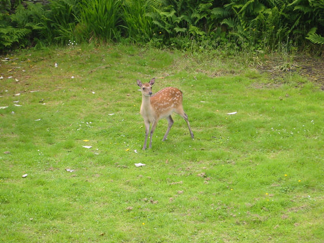 Deer in the garden